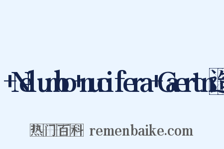 +Nelumbo+nucifera+Gaertn造句是什么意思的图片